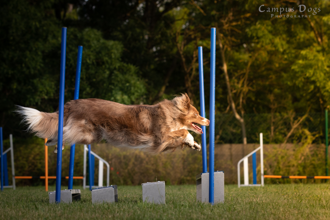 Schnupperkurs Running Dogs