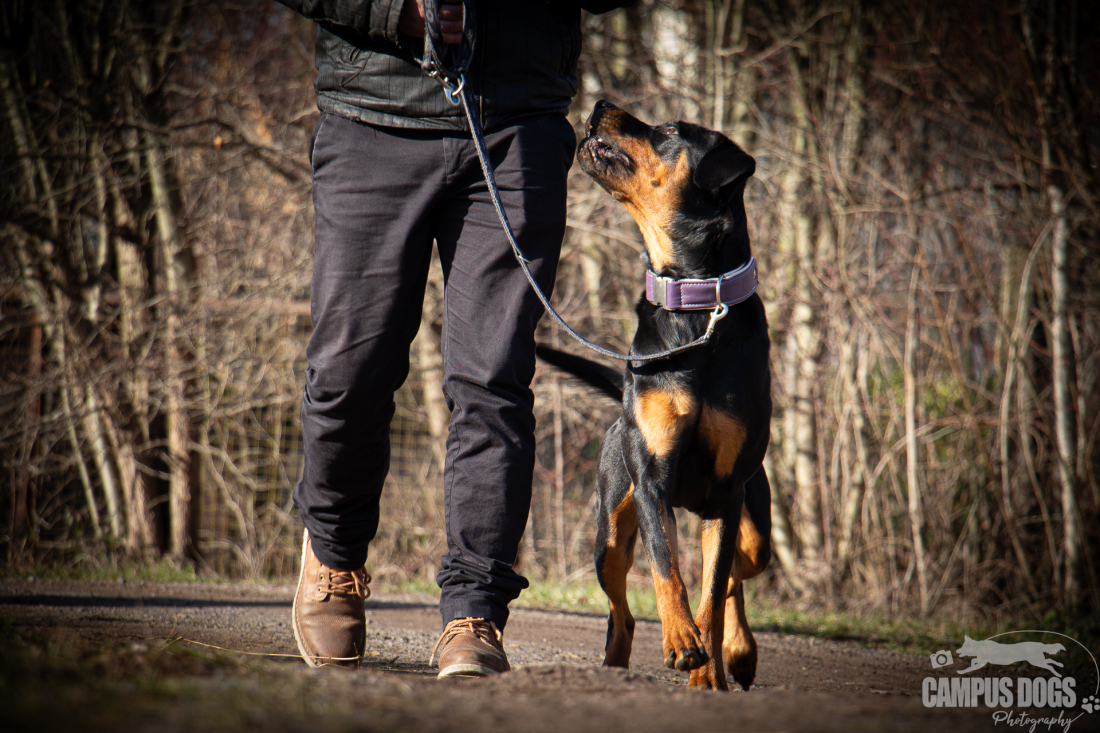 Schnupperkurs Rally Obedience