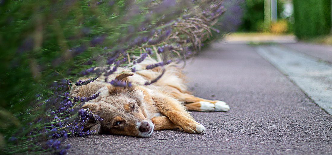 Campus Talk - Erste Hilfe für Hunde