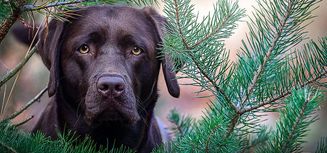 Seminar: Hundetraining - next Level (Teilnahme komplett mit Hund)